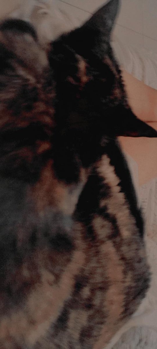 nyuuuubf's tweet photo. Un gato está encima de mi https://t.co/EP3B077FtB