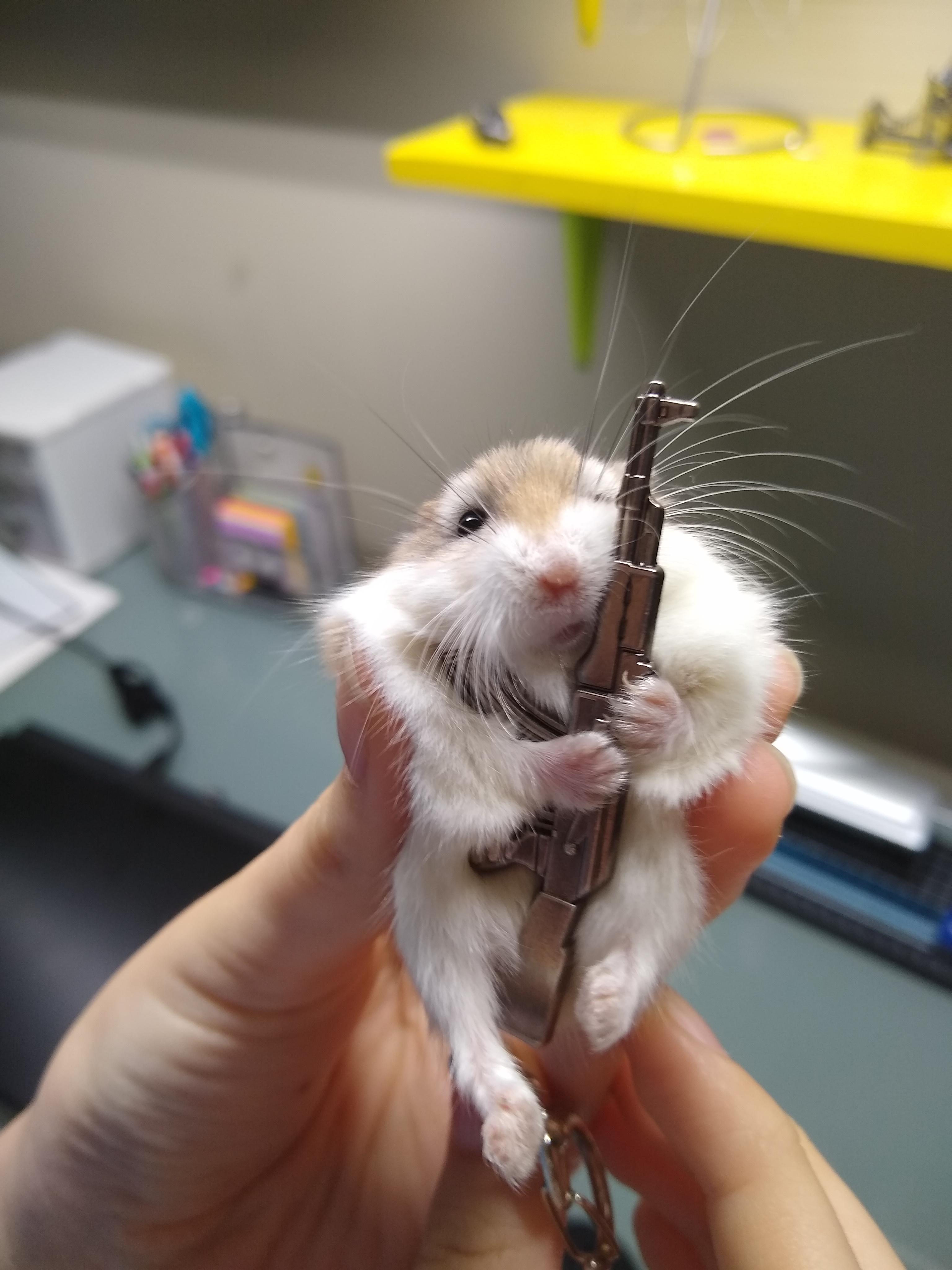 Anthony on Twitter: "very angry hamster: where is my cheese. suspicious