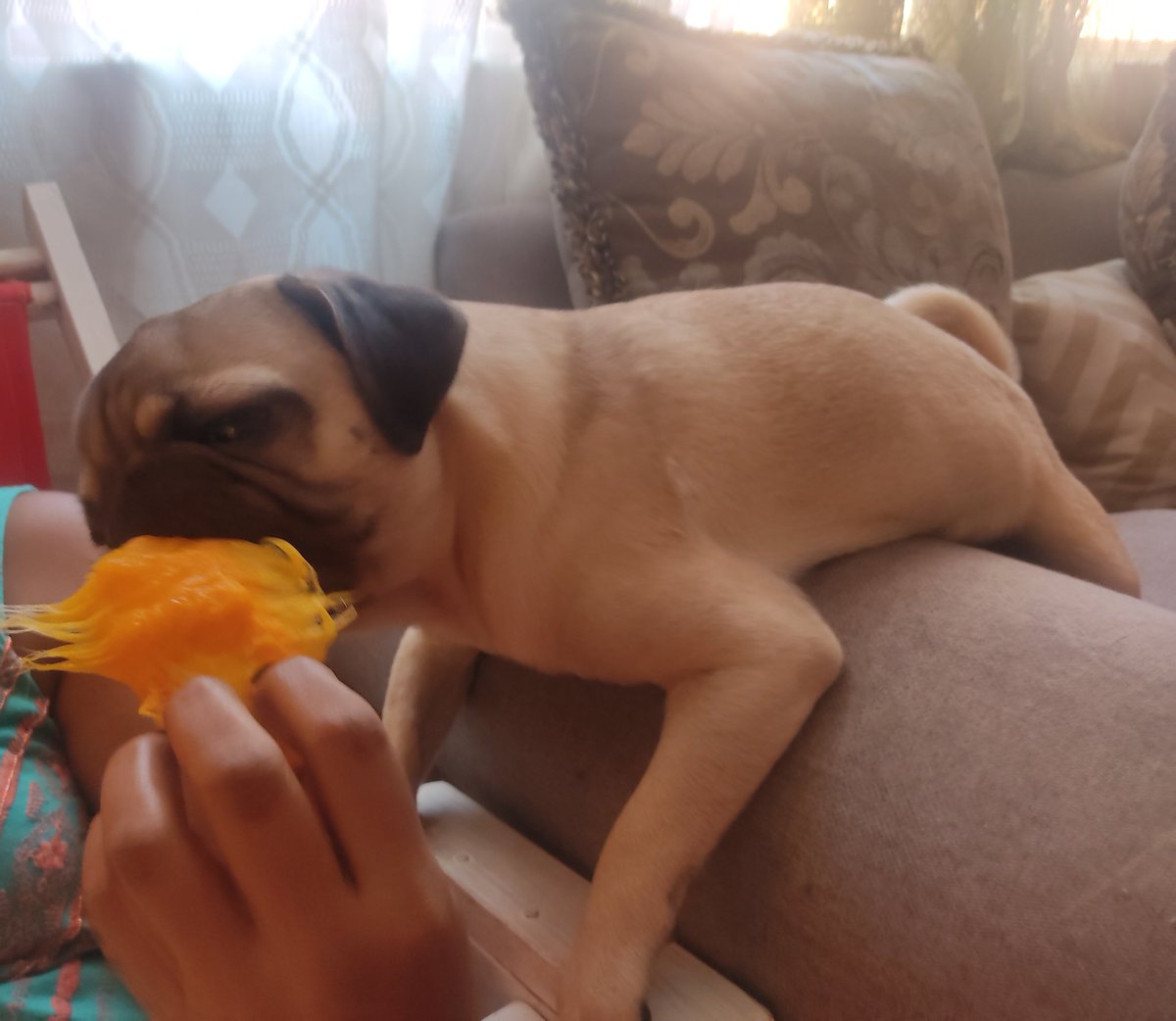 iGuerreroLife's tweet photo. Así de feliz me siento cuando como unos manguitos https://t.co/5EO7Q5dhXj