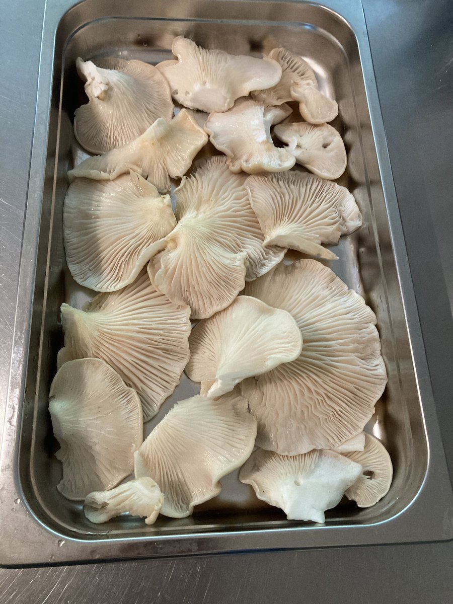 kevjyang's tweet photo. foraged oyster mushrooms au gratin https://t.co/AK9XCHrVZb