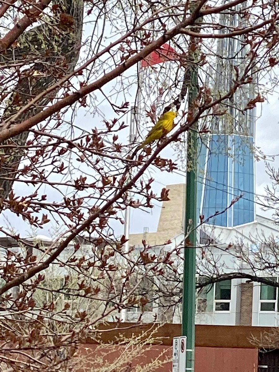 Saw this cute little birdie in yellow during my walk yesterday 💕