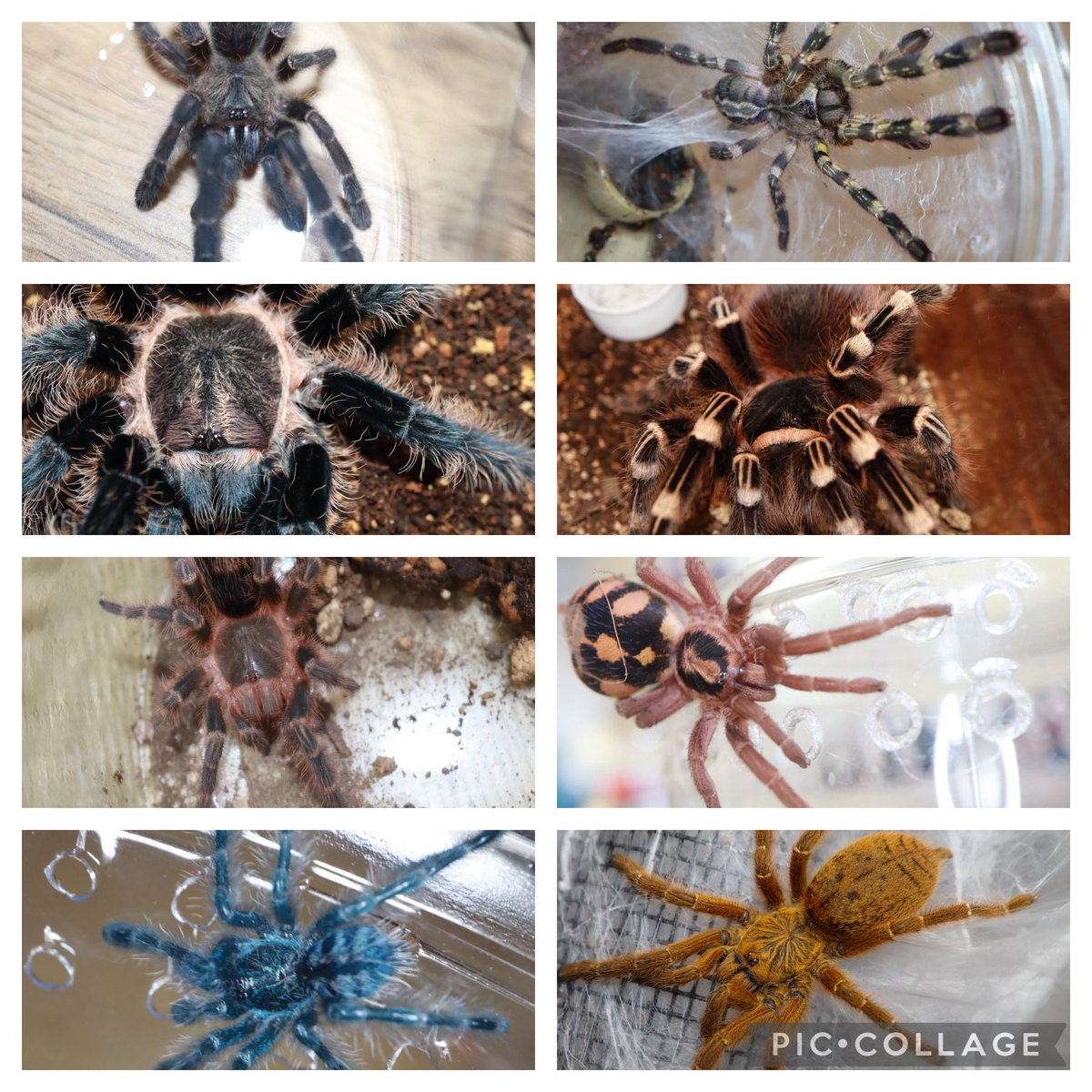 gau_topia's tweet photo. フトアゴ、トッケイ、レオパ、コロンビアレインボー、ナガレヒキガエル、ミヤコヒキガエル、クランウェルツノガエル、バジェットガエル、タランチュラ少々、アジフォになります。
皆さんよろしくお願いします https://t.co/oAJC3ur1xZ
