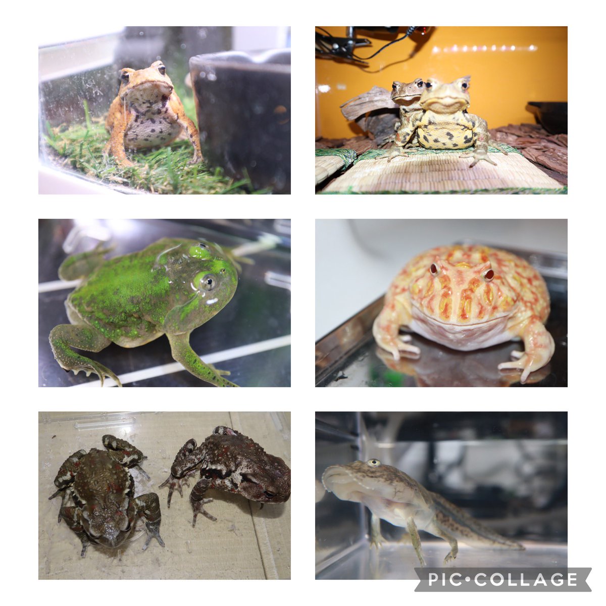 gau_topia's tweet photo. フトアゴ、トッケイ、レオパ、コロンビアレインボー、ナガレヒキガエル、ミヤコヒキガエル、クランウェルツノガエル、バジェットガエル、タランチュラ少々、アジフォになります。
皆さんよろしくお願いします https://t.co/oAJC3ur1xZ