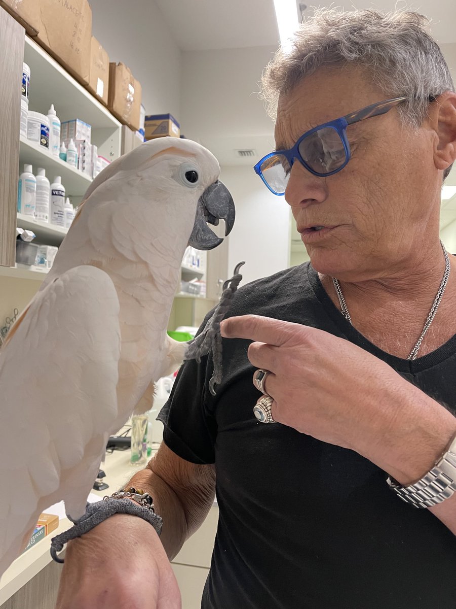 petdoctorsharon's tweet photo. #scarface#tangothecockatoo https://t.co/EePt6TVdDU
