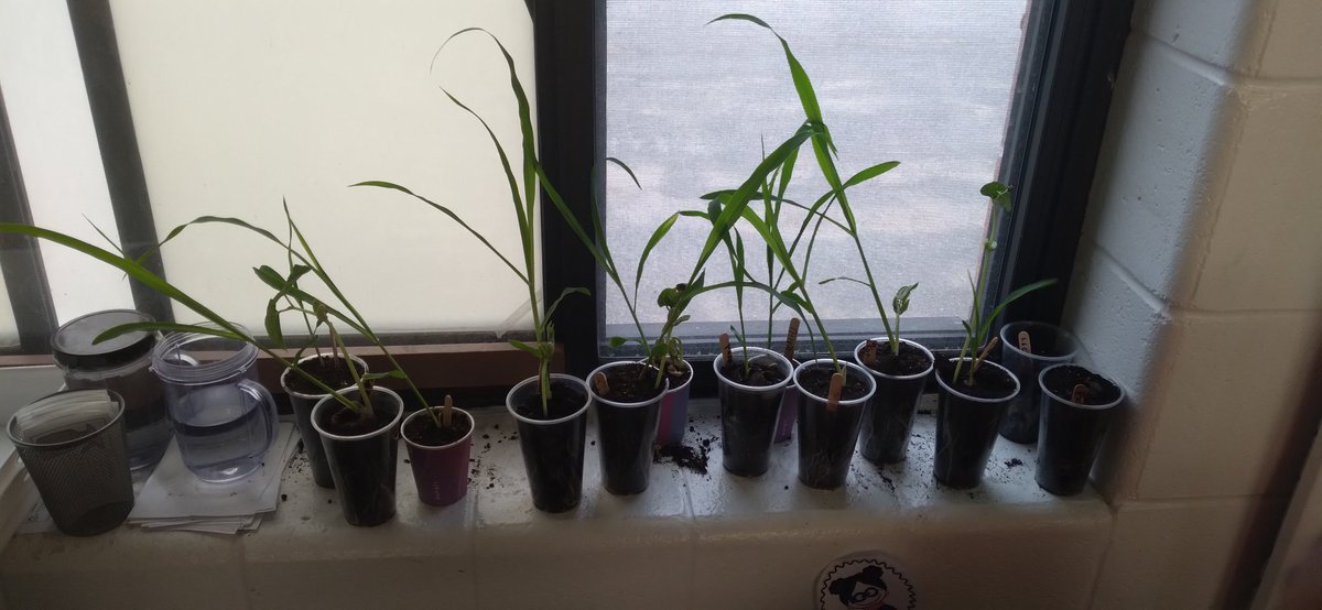 dawnellenday's tweet photo. My grade 2 class #3sisters #garden they little green thumbs 3 weeks old corn-oneste, 1 week old beans-ohotseri and squash-ononhosera freshly planted https://t.co/tVFo72chWp