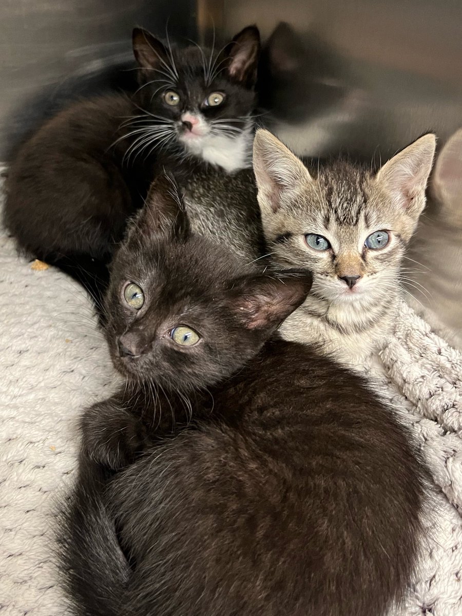 StrayCat_SCA's tweet photo. Yogurt, Pudding and Jello (what cute names, right?) need a foster home as soon as possible! 🙏

They are too young (and too cute 😍) to stay in a cage for long! Complete our foster application today: https://t.co/TLFbcuc4Om

#straycatalliance #kittens #kitten #catsoftwitter https://t.co/gitbN8wvOZ
