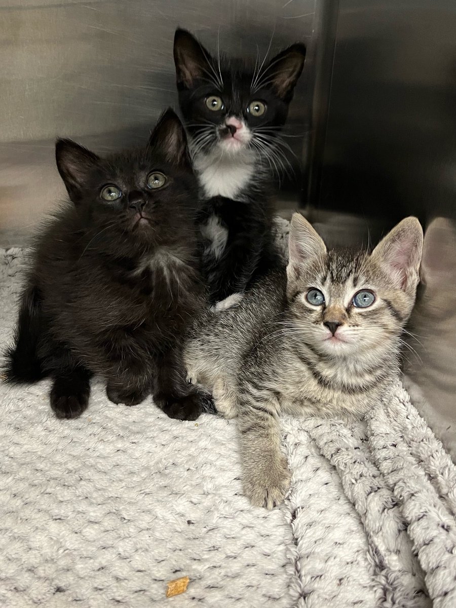 StrayCat_SCA's tweet photo. Yogurt, Pudding and Jello (what cute names, right?) need a foster home as soon as possible! 🙏

They are too young (and too cute 😍) to stay in a cage for long! Complete our foster application today: https://t.co/TLFbcuc4Om

#straycatalliance #kittens #kitten #catsoftwitter https://t.co/gitbN8wvOZ