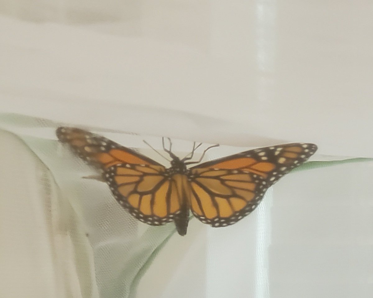 pandulce71's tweet photo. Our youngest entomologists had the opportunity to see the life cycle of the butterfly come to life in our classroom. @mnevarezsolis @FARIASECC https://t.co/TYhs9wqTsG