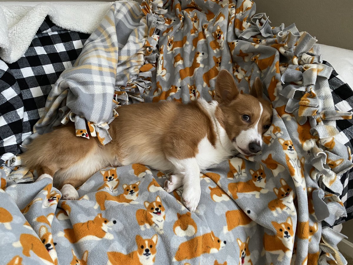 TheRealLexuzi's tweet photo. CB was chilling on the couch. And then she wanted to be extra cozy and wrapped herself up in a burrito ❤️🌯
#cornbreadthecorgidog https://t.co/RgjNHamFFB