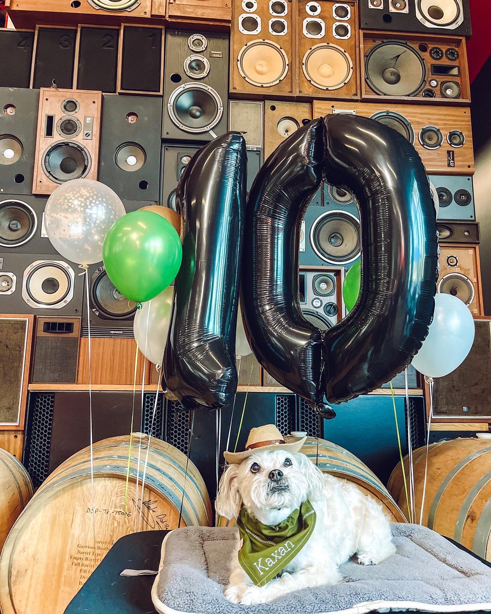 Kaxan_KXAN's tweet photo. Best Rescue Day Party EVER! 🎉 We had about 200 people in attendance, 60+ pups, raised $700 from our raffle sales for @divinecanines, and my former @austindogrescue foster sis, Pam Beesly came and gave me kisses. 💚🖤🐶 Thank you to all who attended https://t.co/IFiDDem7zi