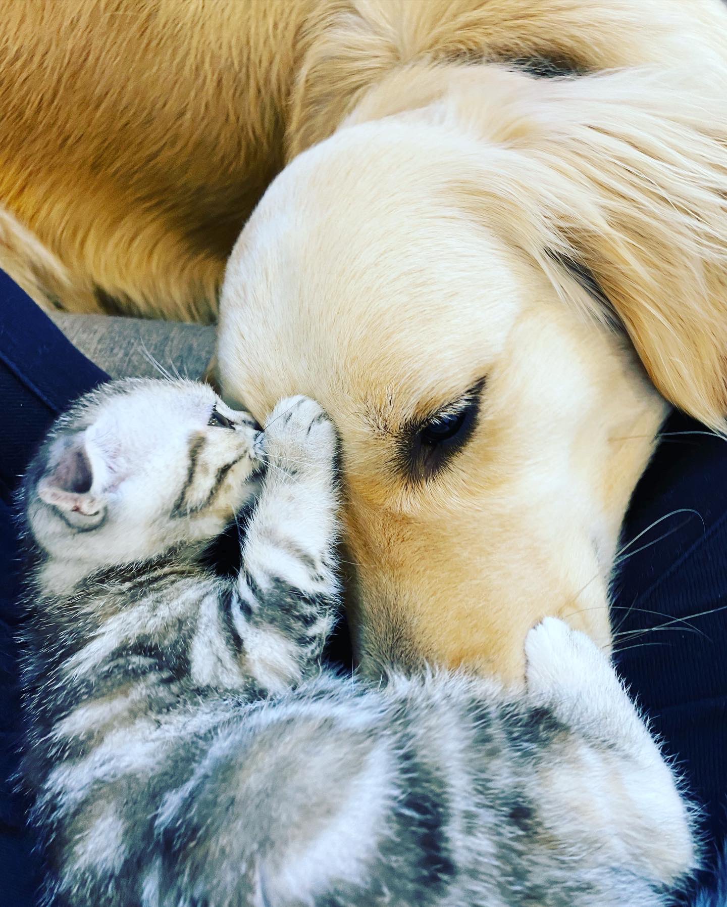 子猫と大型犬 Twitter Search Twitter