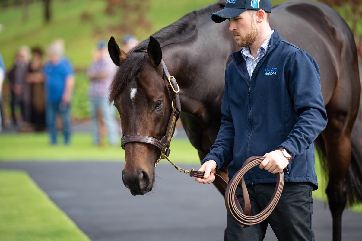 Stallions don't get much better looking than G1 Champagne Stakes winner Captivant 💥

Standing for $27,500 inc GST, his debut book is filling fast, so please contact Shane Wright, Belle Howard or Michael Kirwan to secure your spot.

#KiaOraStallions