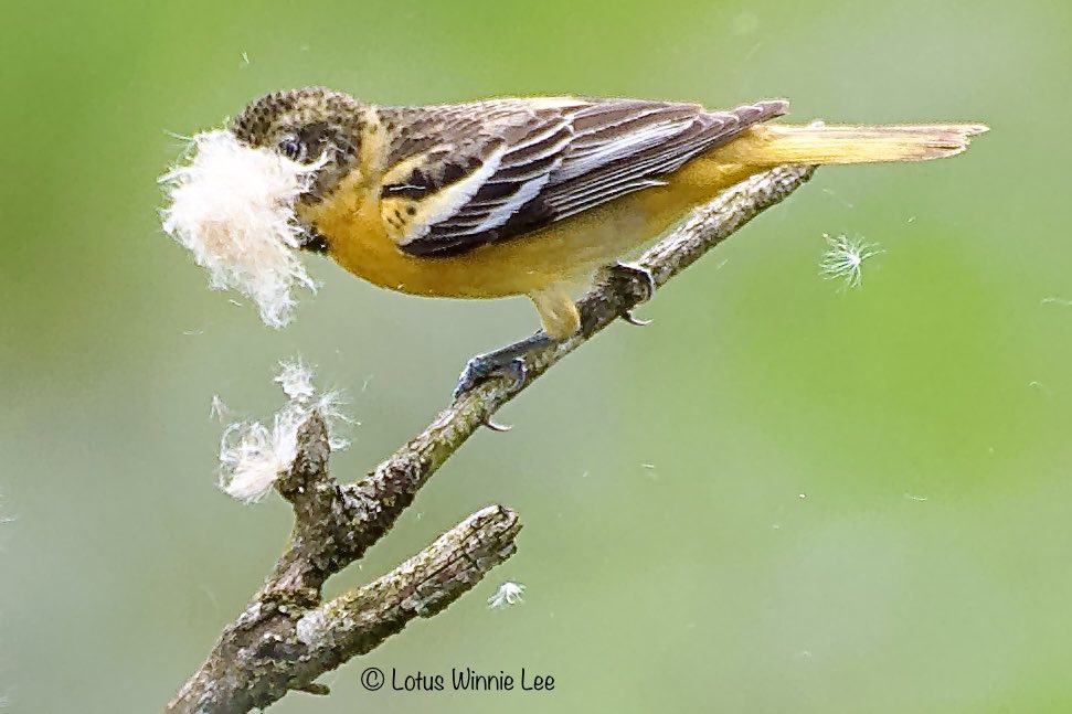 lotuswinnielee's tweet photo. Cary Institute in Dutchess NY: a Baltimore Oriole carried so much Cattail fluff for the nest that making a stopover  necessary! #baltimoreoriole #oriole #nestingtime #birdwatching #wildlife https://t.co/F2fNNqGEmv