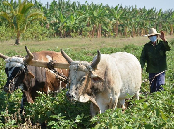 MinfarC's tweet photo. #FarCuba felicita a los campesinos cubanos, mambises, rebeldes y defensores de la Revolución.
#CubaViveEnSuHistoria
https://t.co/LlUoR8lcmj https://t.co/g3DRJJip97