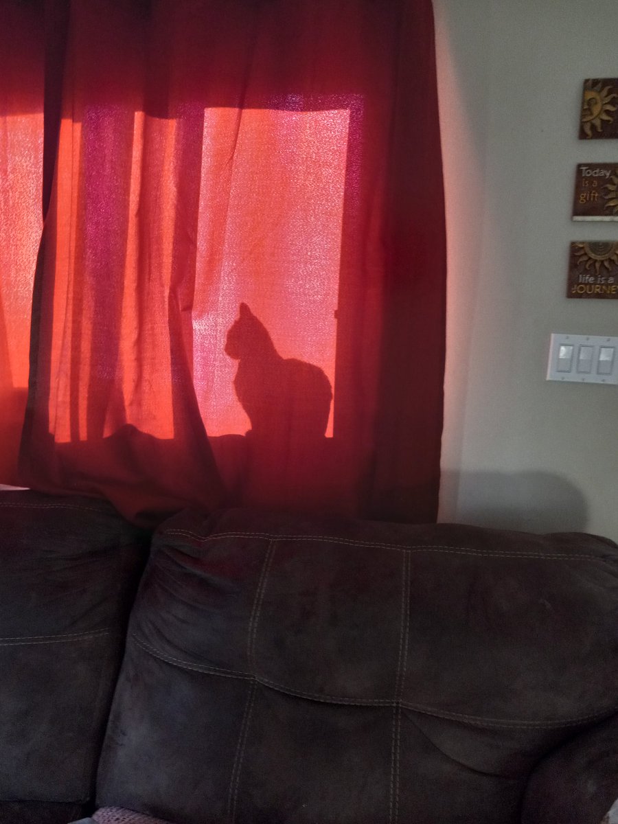 magdeleneiix's tweet photo. I've been going back and forth about rehoming my beloved kitty, Moss. I just cannot do it. She is bound to me, as she is to me. I was mom to her when I found her as a wee kitten. 💕 https://t.co/cXbonSFPKY