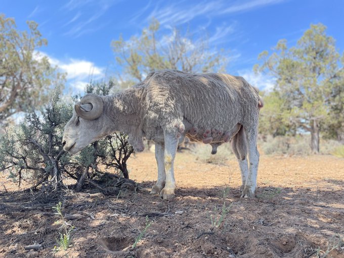 Just got back from herding sheep for a couple weeks lol. My beard is huge&hellip; and balls Onlyfans 50% OFF