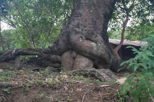 Doc_Creep's tweet photo. Looks like Treebeard found one of the missing Ent Wives.
#jrrtolkien #middleearth #lordoftherings #lotr #hobbit #fantasy #thehobbit #ent #entwives #Treebeard https://t.co/oL7Z1nBVTH