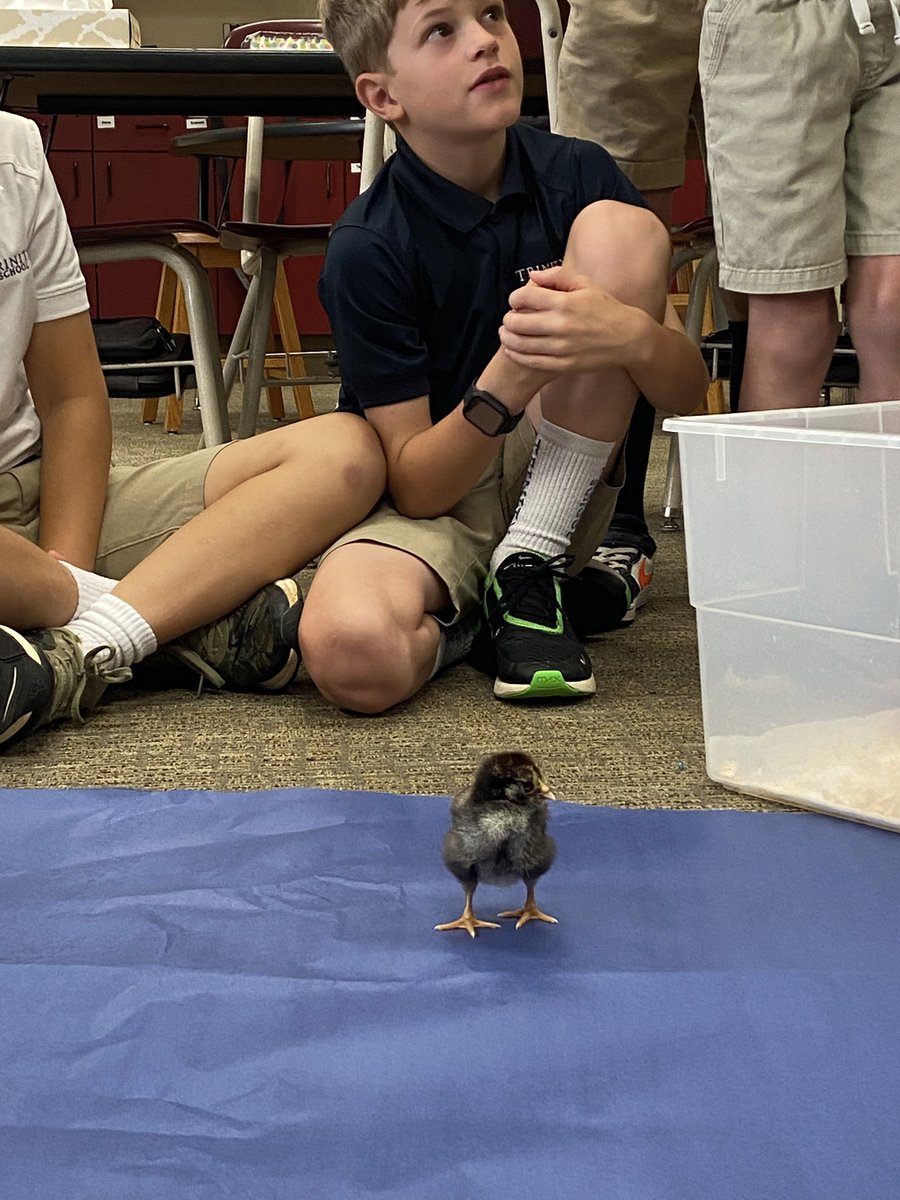 We absolutely loved our visit with the CHICKmasters from <a href="/shauncmccarthy/">Shaun & Marley’s Kindergarten</a> Kindergarten class. We learned so much and had a morning full of chick cuddles. #trinitylearns