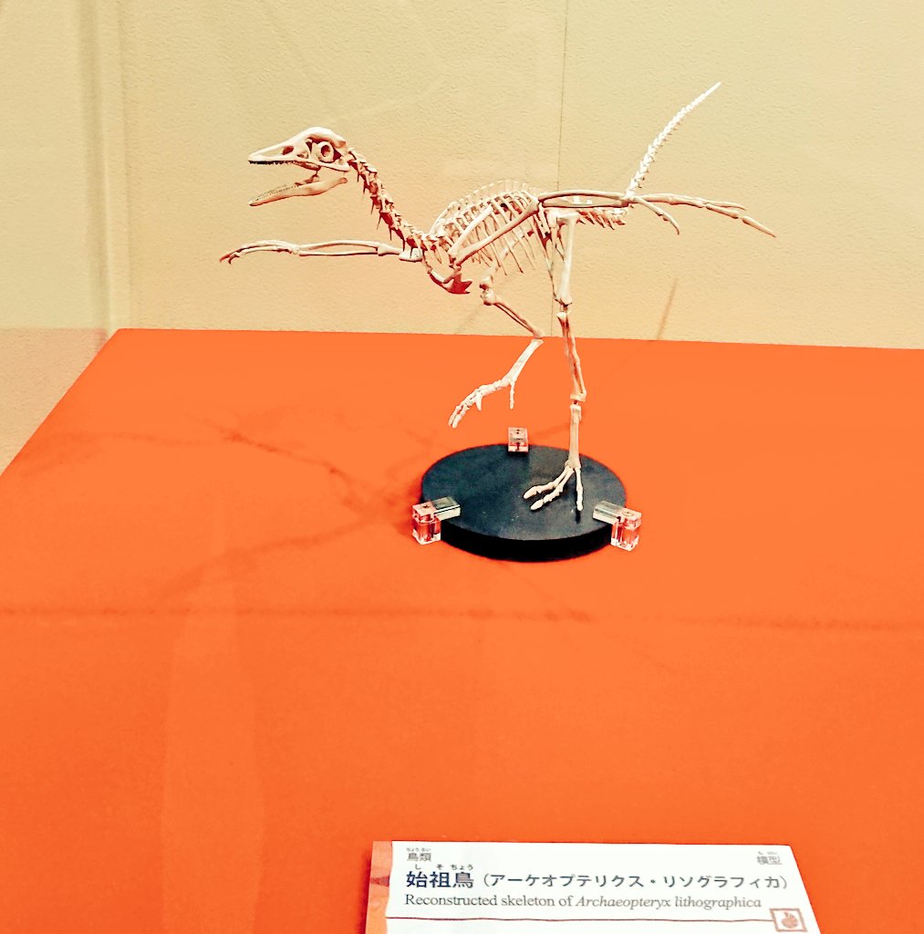 アーケンと始祖鳥を比較する展示面白すぎる………。(アーケン、骨の方がKAWAII………) 