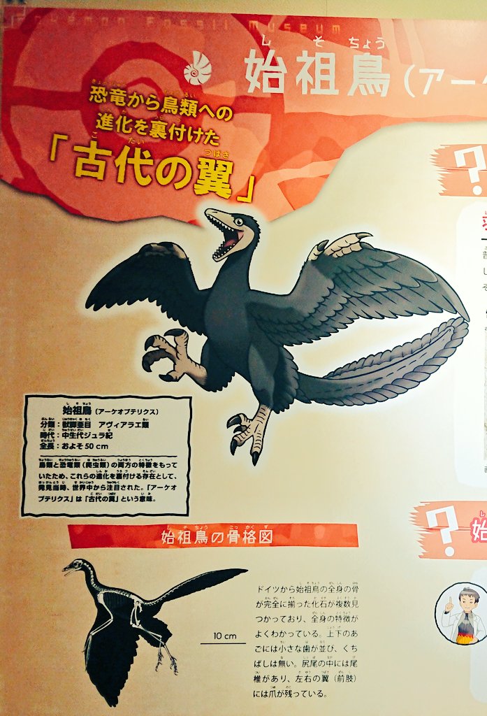 アーケンと始祖鳥を比較する展示面白すぎる………。(アーケン、骨の方がKAWAII………) 