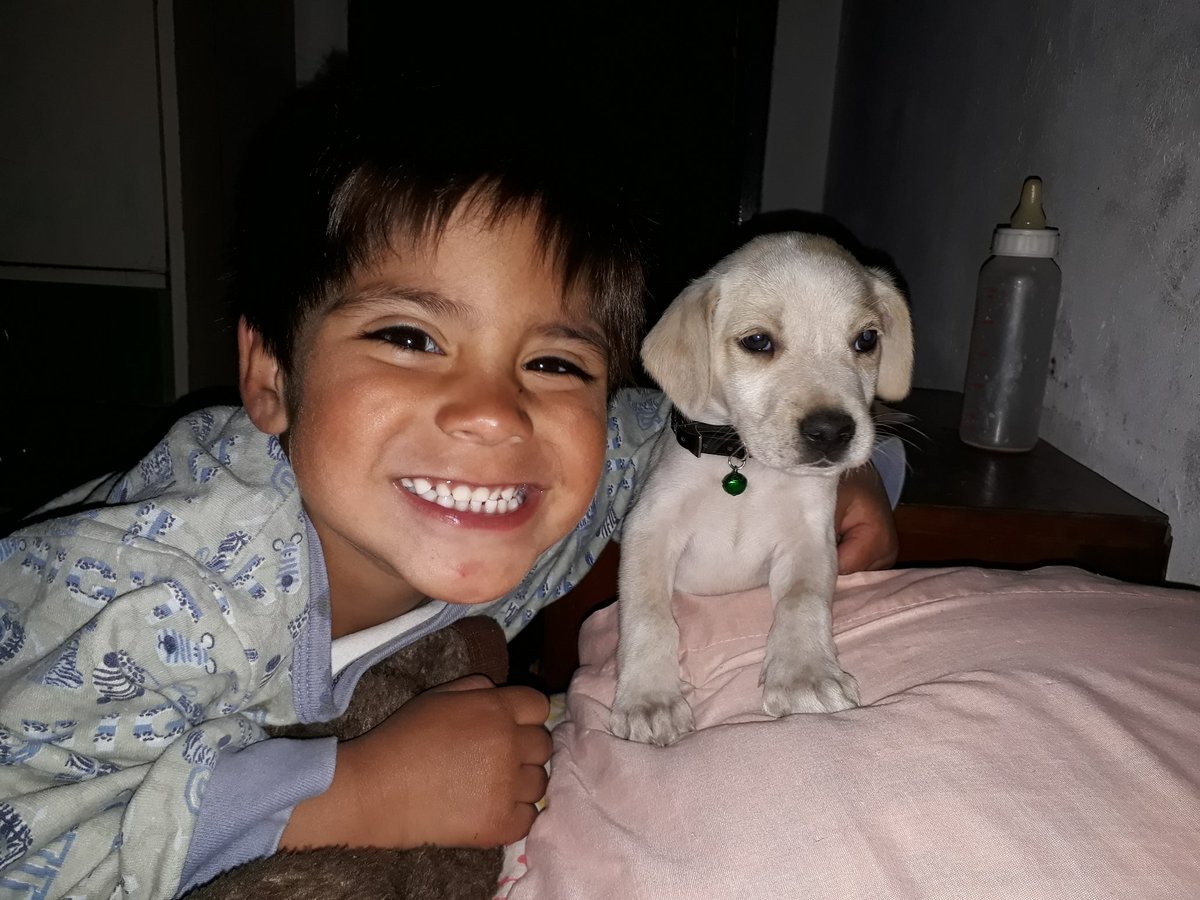 antoonela11's tweet photo. Se perdió Rocko si alguien lo ve, me avisa muchas gracias 🙏🙏🙏 RT https://t.co/XvZnel5njc