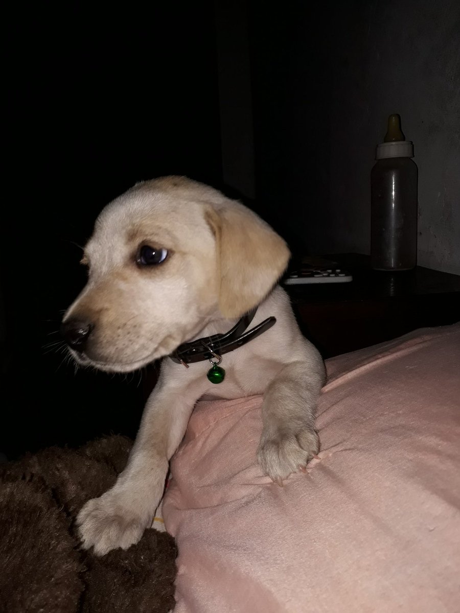 antoonela11's tweet photo. Se perdió Rocko si alguien lo ve, me avisa muchas gracias 🙏🙏🙏 RT https://t.co/XvZnel5njc