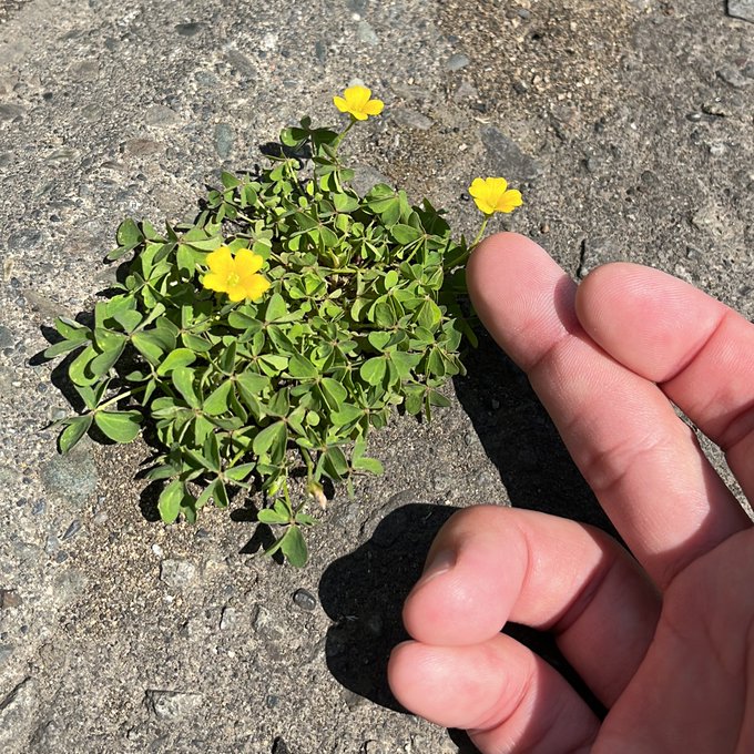 歩道アスファルトの隙間から頑張って咲かせるこの子のようにワシも頑張って咲かせたい 