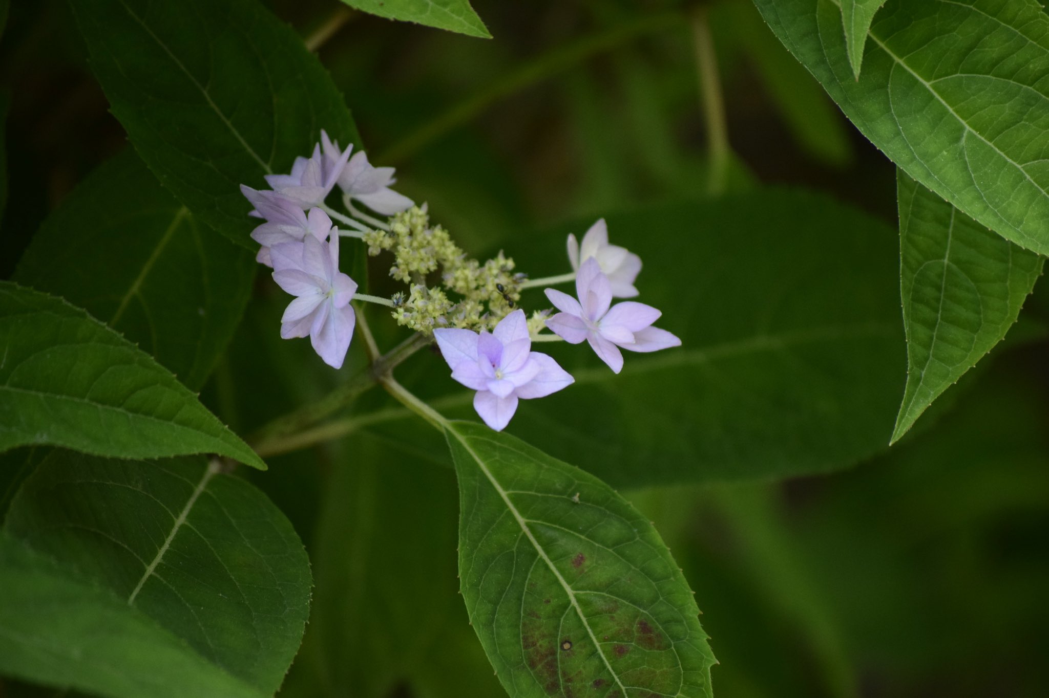 Tosohpark永源山 紫陽花といえばたくさんの花が丸っこく咲く手毬のイメージですが この時期の小さい花がポツポツ咲くのも雰囲気が違って可愛らしいですね 金平糖みたい Tosohpark永源山 永源山公園 周南市 アジサイ 紫陽花 T Co