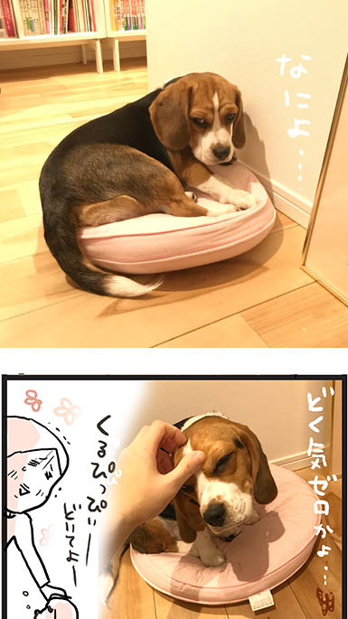 びてい骨を骨折した時の思い出

#コミックエッセイ #犬 