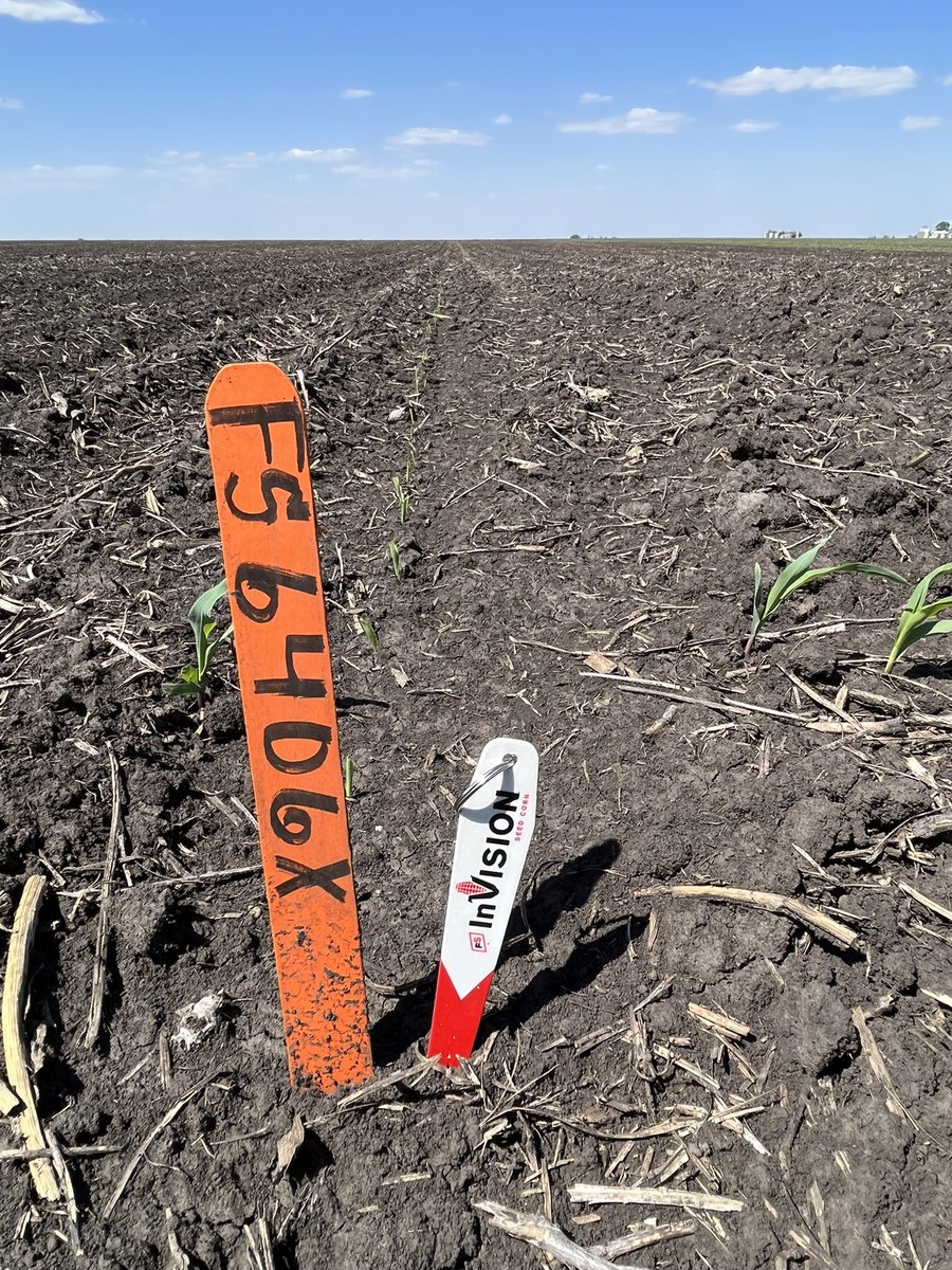 ilsoilnerd's tweet photo. 🌽Plot update : FS InVision 6406X and Dekalb 63-90 first hybrids out the gate! Planted 5/11/22 🌽 @InVISION_HiSOY @DKAS_NIL @Asgrow_DEKALB #pairedtowin #dualbrand https://t.co/KURrwqRIUB