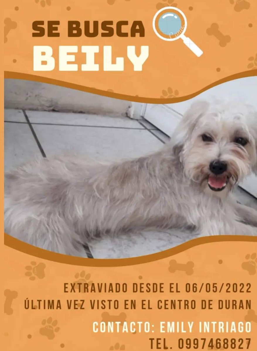 AlertaMePerdi's tweet photo. #PERDIDO #DURAN 
Nombre: #BEILY
Fecha: 06/05/22
Sector: Abel Gilbert 3,por la mitad.
Sexo: Macho.
Raza: Shitzu 
Obsv.: Blanco, cola negrita, dientes inferiores chuecos.
Contacto: 0997468827
¡Ayúdalo a volver con su familia!
#AlertaMePerdí https://t.co/B3poOgKUAj