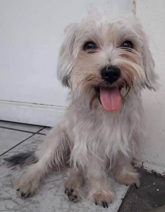 AlertaMePerdi's tweet photo. #PERDIDO #DURAN 
Nombre: #BEILY
Fecha: 06/05/22
Sector: Abel Gilbert 3,por la mitad.
Sexo: Macho.
Raza: Shitzu 
Obsv.: Blanco, cola negrita, dientes inferiores chuecos.
Contacto: 0997468827
¡Ayúdalo a volver con su familia!
#AlertaMePerdí https://t.co/B3poOgKUAj