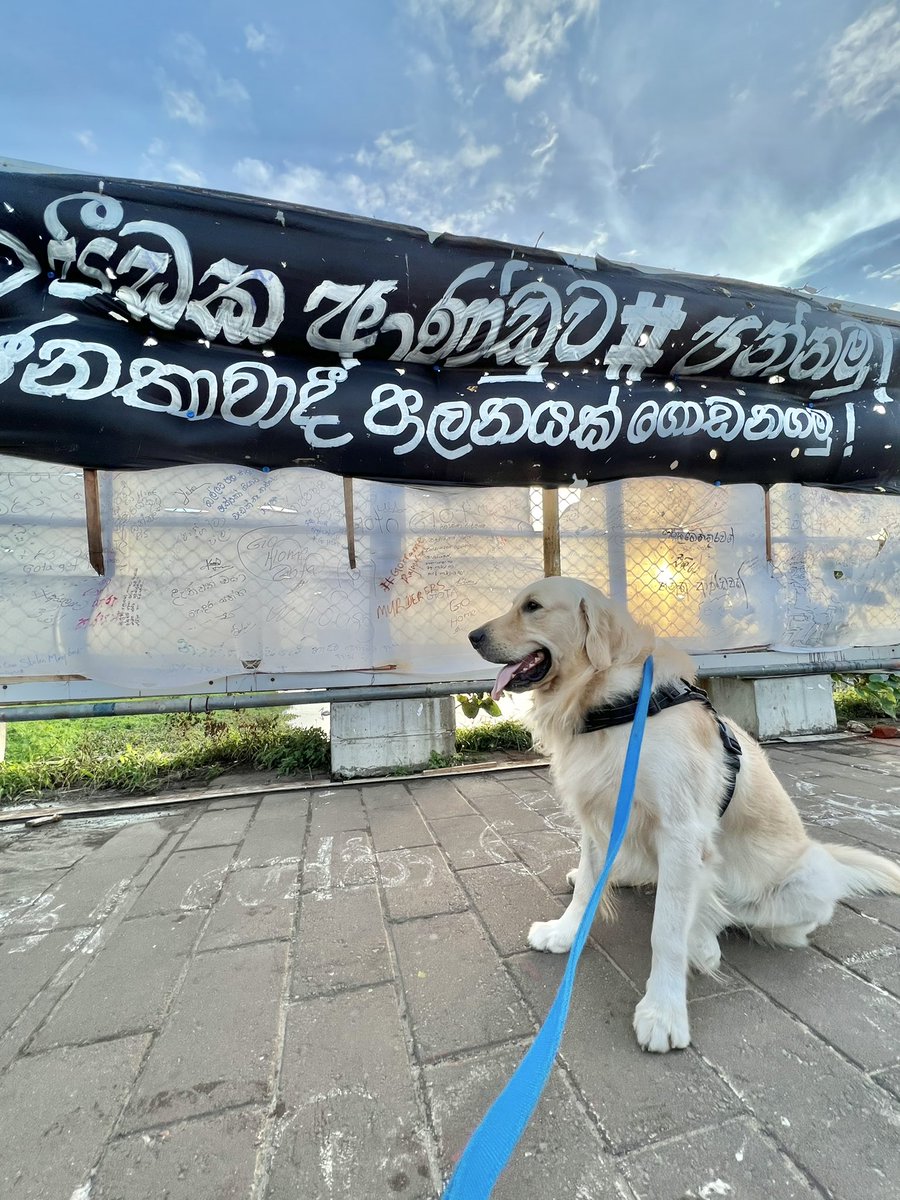 ThyagiR's tweet photo. We went we saw we listened we took part, because we must 💪🏾🦮

#GotaGoGama #DogsofTwittter @PetsAgainstgota https://t.co/Bihxeftc63