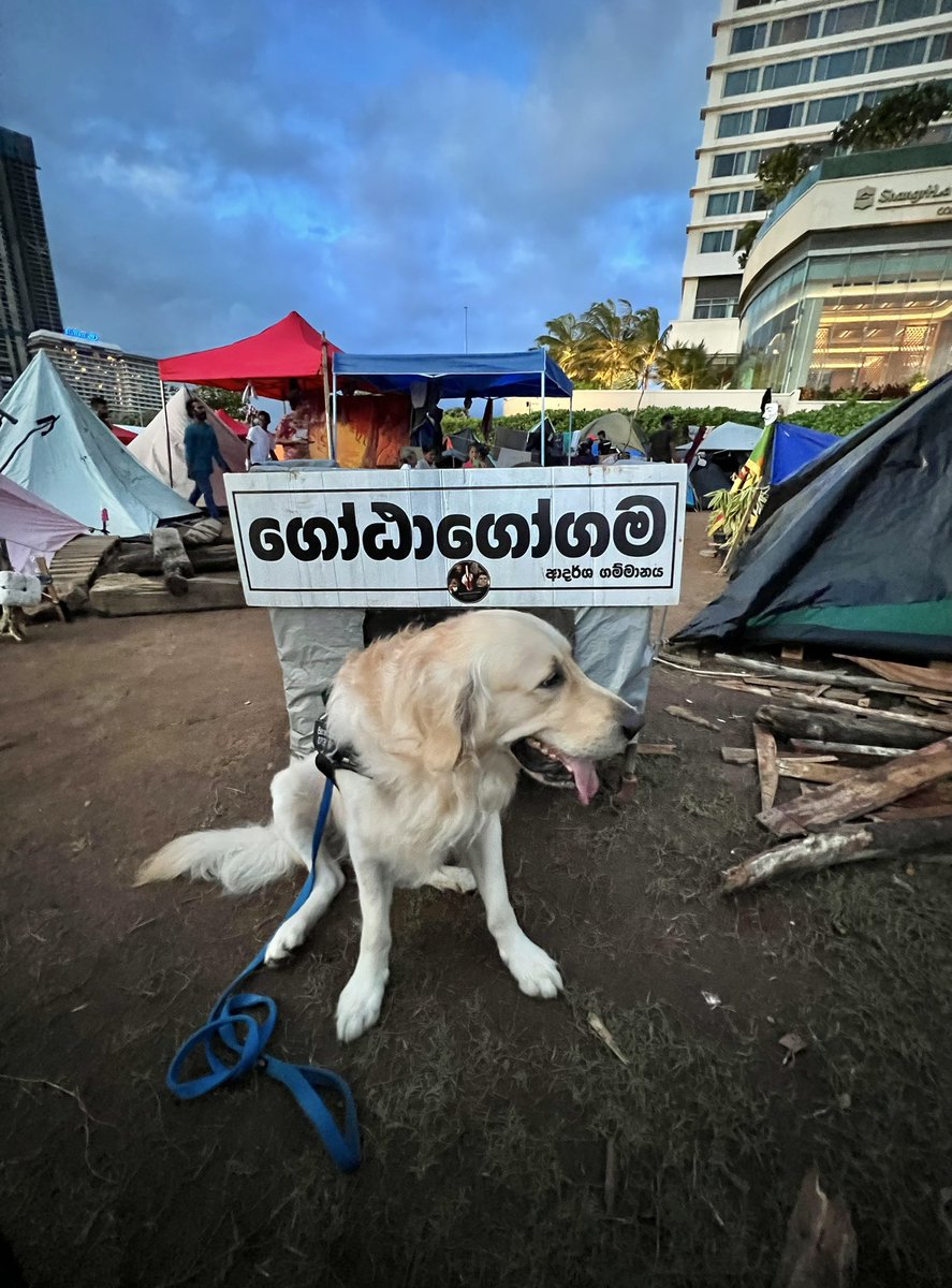 ThyagiR's tweet photo. Supporting the hoomans’ struggle 📣 https://t.co/5Hx1a9sdF4