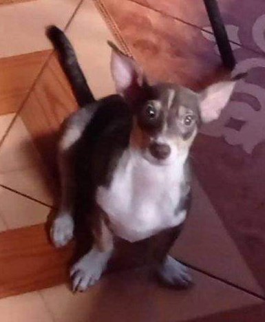 AlertaMePerdi's tweet photo. #PERDIDO #DURAN 
Nombre: #LUCAS
Fecha: 13/05/22
Sector: Centro, Cdla. Primavera 1 por la orilla Río Guayas.
Sexo: Macho.
Raza: Cruzado con Chihuahua.
Obsv.: Tiene una cicatriz en la cabecita.
Contacto: 0981295840
¡Ayúdalo a volver con su familia!
#AlertaMePerdí https://t.co/lh89MxG8CJ