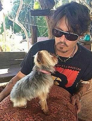 GunBunny16's tweet photo. Of course #BooDidNotPoo! Look at this adorable tiny dog - there's no way it was his! She really think people are buying what she's trying to sell?? Pfft. 🐶
#DeppVsHeard #JohnnyDeppVsAmberHeard #JohnnyDeppVsAmberHeardTrial #JusticeForBoo https://t.co/DLT9AfV88k