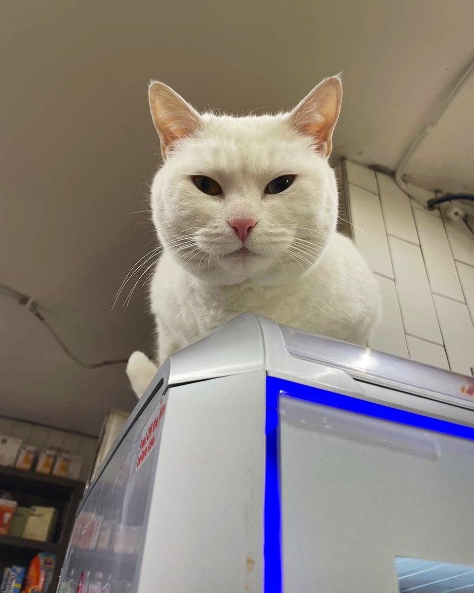 Why Do Dog Paws Smell Like Doritos