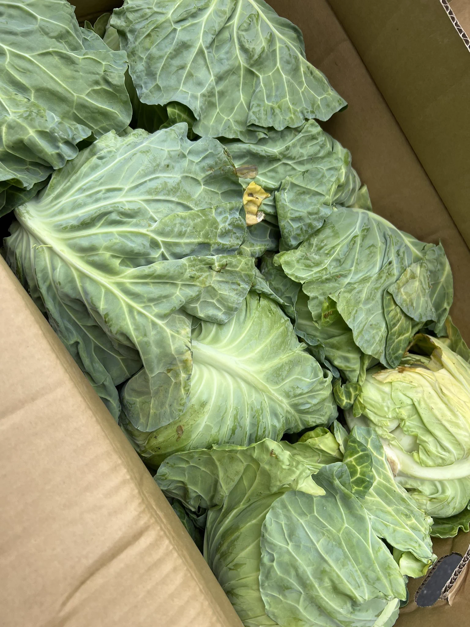 東京最大の青果市場で今日1日で廃棄されるお野菜はこれだけあった!!