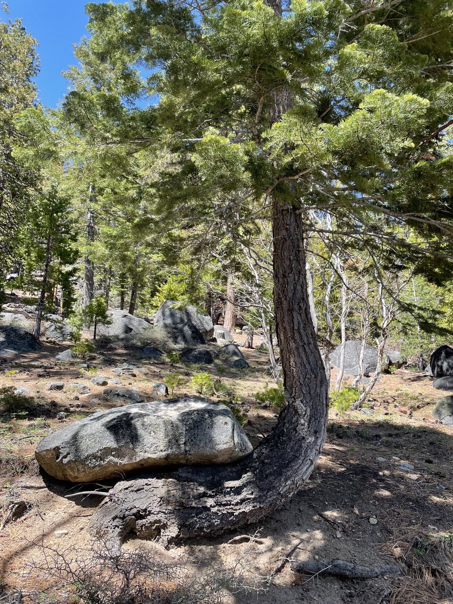 GingerRothrock's tweet photo. Is is weird that when hiking I saw this tree and was impressed by its resilience?  #bethetree #pivot https://t.co/SIe6iaoSoK