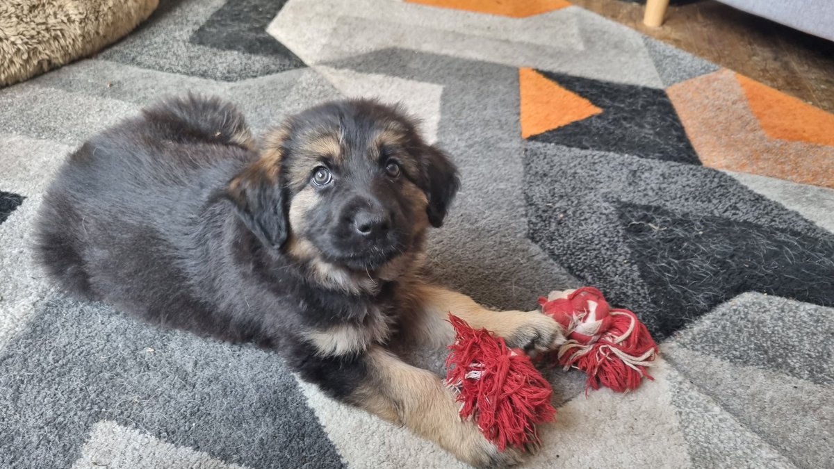 Gary_Stapleton's tweet photo. On my first night of training Sasha taught me to sleep on the floor next to her crate, then taught me that the correct time to get up is 0530hrs #thanksSasha https://t.co/cfYzvjPWcw