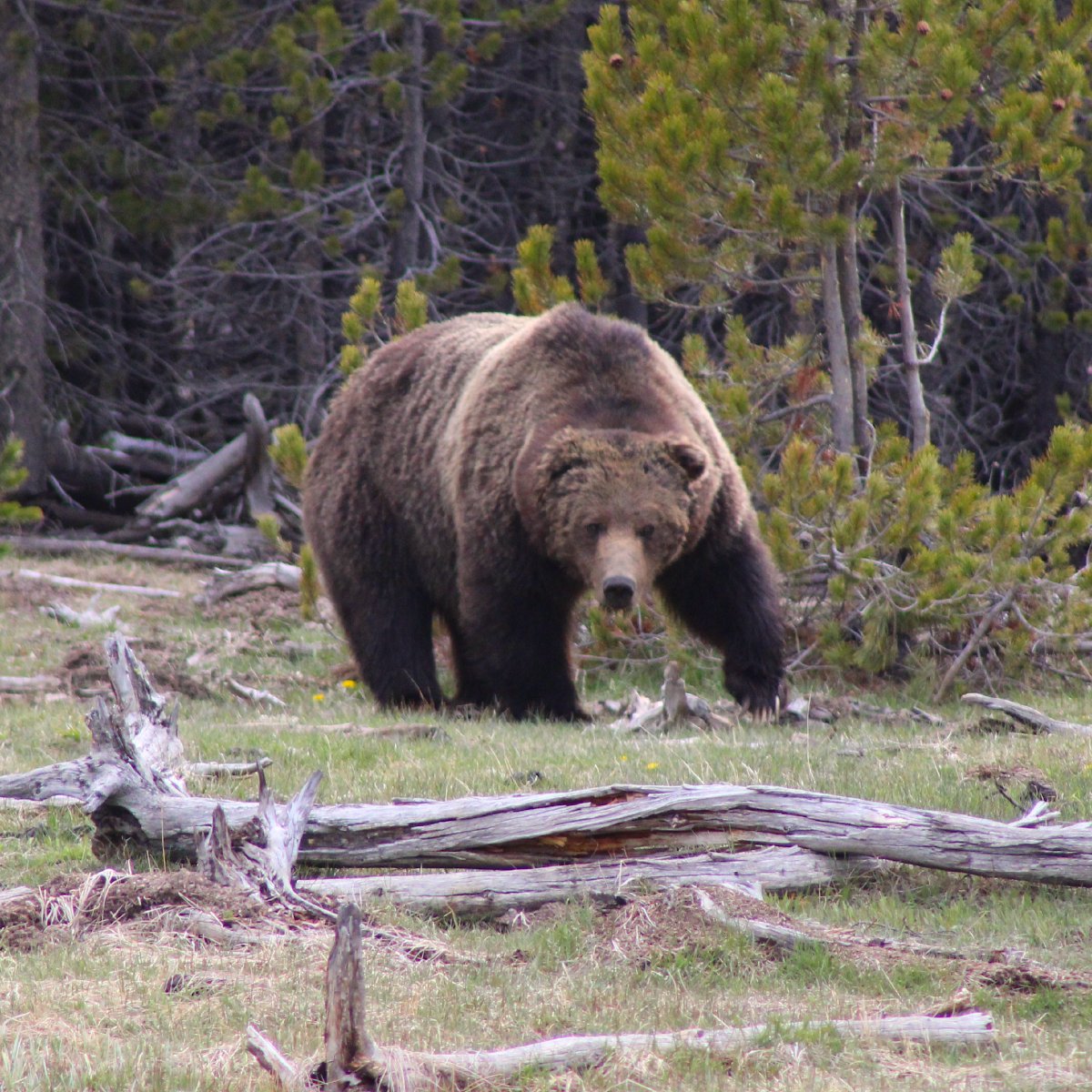 MEJohnsonAuthor's tweet photo. Large male grizzly, around 750 pounds, in Yellowstone NP. May 11, 2022. Huge pucker factor. Thankfully, he wasn't interested in us. #judge4vets https://t.co/IYRJbTd0HB