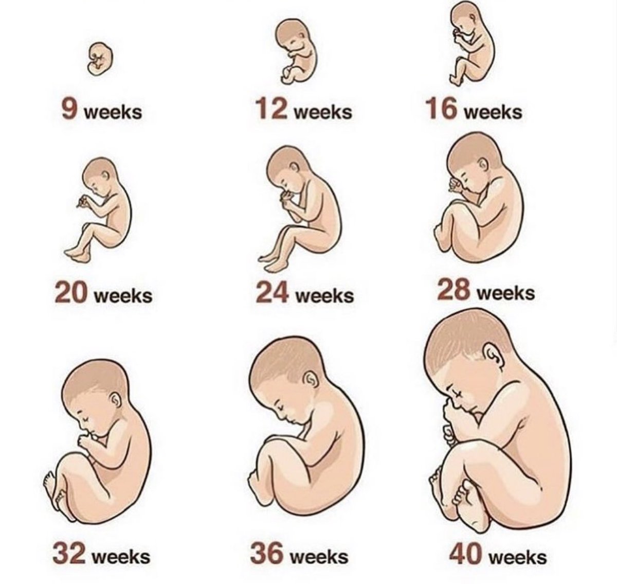 porlavida2014's tweet image. Desde la #concepción se trata de un #serhumano. #SiAlaVida
