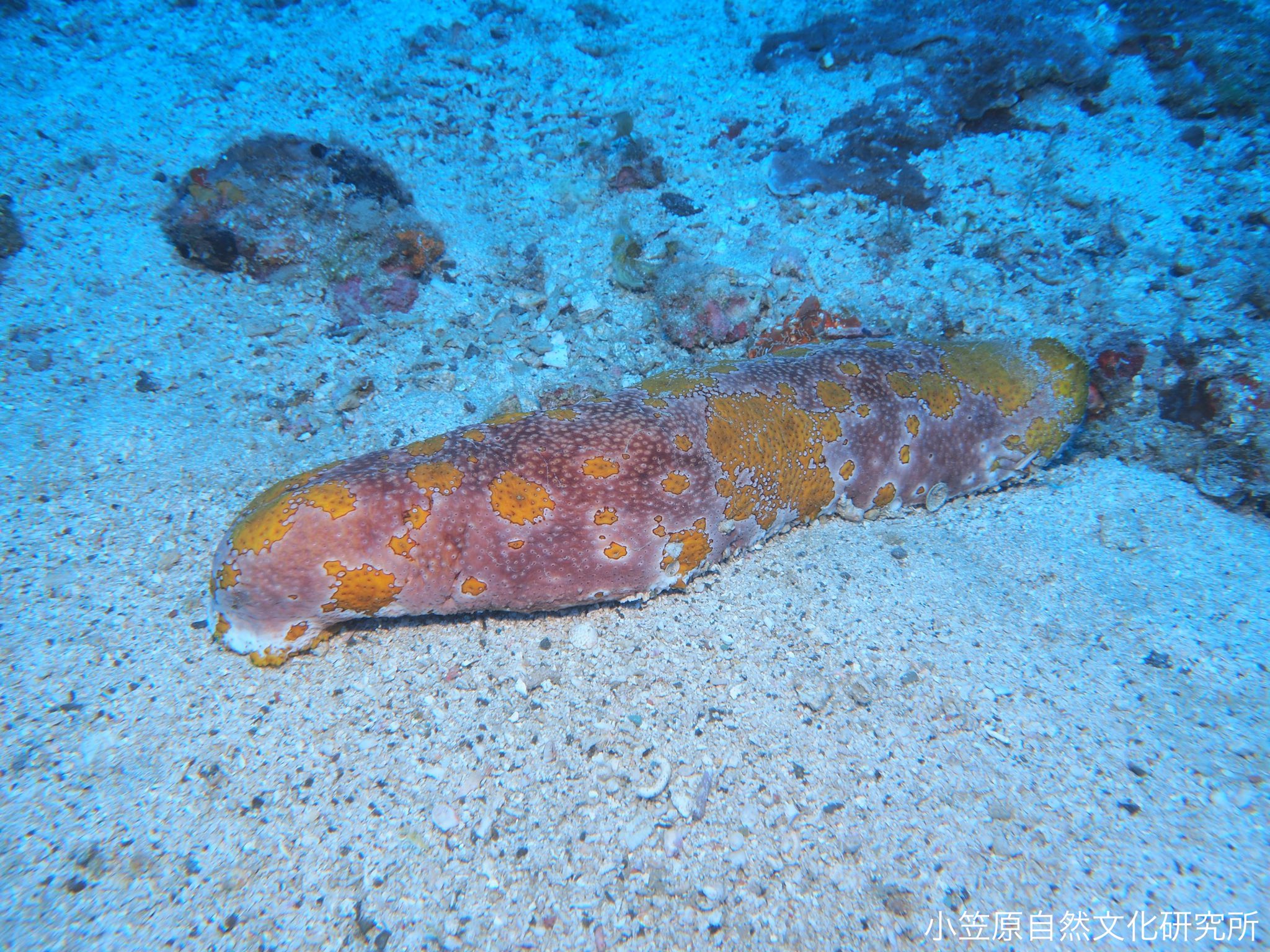 小笠原自然文化研究所 模様が似ている別種 ニセジャノメナマコ ジャノメナマコ属のナマコ類は 模様 体色 生態が似通っており さらに雑種や色彩変異が出やすいことも知られています 写真は 典型的なニセジャノメナマコの色彩パターンです