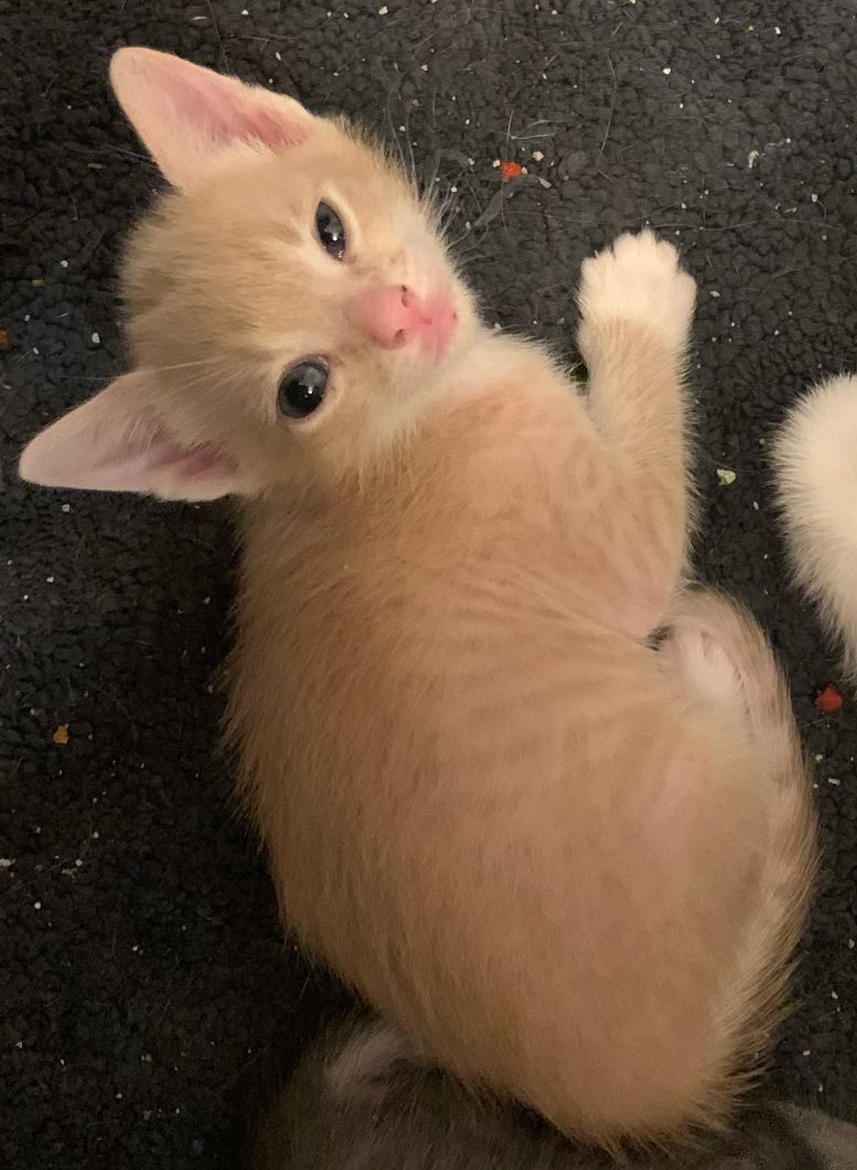 eclipse220's tweet photo. So happy I get to have my little kitten sooner then expected in a week can’t wait 🥰 https://t.co/f0xVkchnS0