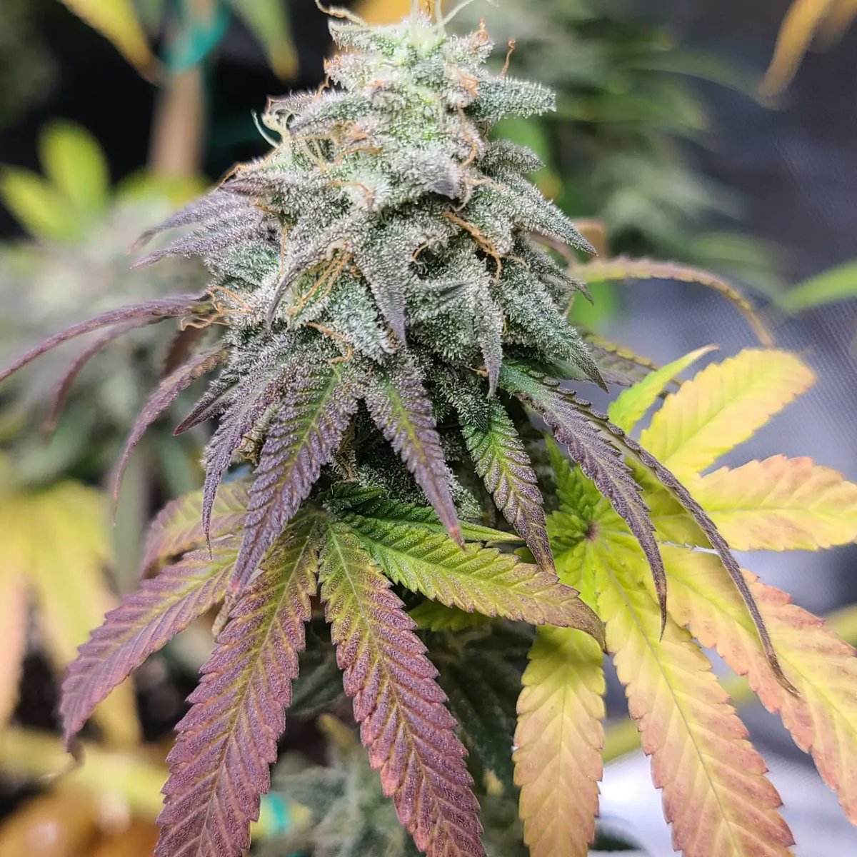 Lovin all the colors my Chocolate Mimosa by Captain Redbeard is showin off🔥🔥 girl is gorgeous 😍

Spider 🕷 Farmer SF4000 @spiderfarmerofficial 

Simpro formula🧪 <a href="/simproformula/">Simply Professional</a> 

💥code KUSH for 10% off at captainredbeardseeds.com💥