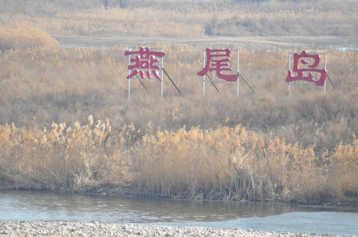 WAOSD_2408's tweet photo. This is the 3rd yr for our #conservation of #migratorybirds Sand Martins in #Shijiazhuang, #Heibei , w/ 4 new-found breeding #habitat
Pics're the landscape conserved w/ the #Investment from #localgov
#birds #wildlife #ForNature
@BonnConvention @WMBD
@DingliLaurent @numenini https://t.co/iRa54DQ4cX