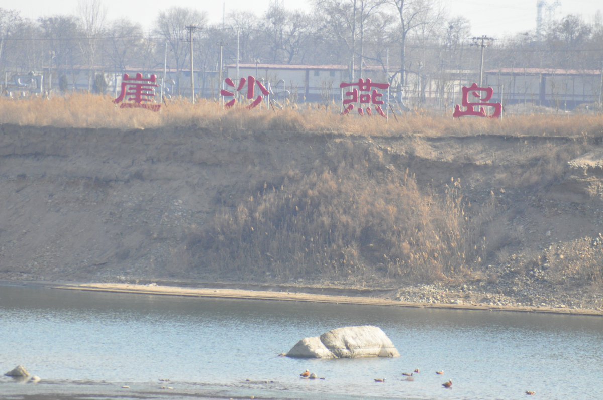 WAOSD_2408's tweet photo. This is the 3rd yr for our #conservation of #migratorybirds Sand Martins in #Shijiazhuang, #Heibei , w/ 4 new-found breeding #habitat
Pics're the landscape conserved w/ the #Investment from #localgov
#birds #wildlife #ForNature
@BonnConvention @WMBD
@DingliLaurent @numenini https://t.co/iRa54DQ4cX