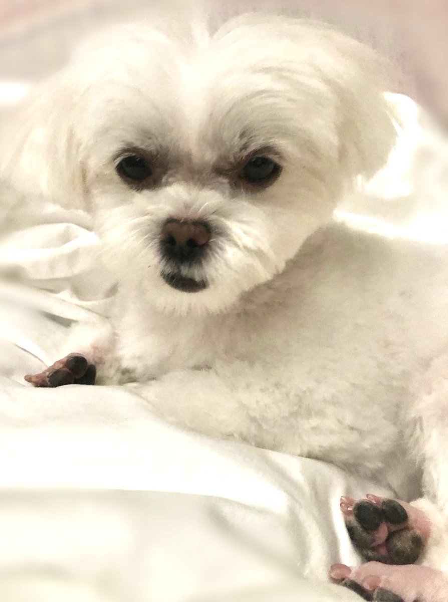 _chiaotzu's tweet photo. いつもと違うトリミングサロンに行ったら、赤の女王リスペクトになって帰ってきた🥺
ちゃおずも表情が厳しい笑
#アリスインワンダーランド #赤の女王 #マルチーズ #ポメラニアン #犬好きさんと繋がりたい #犬のいる幸せ #マルポメ #ポメマル #ミックス犬 #犬のいる暮らし #犬バカ部 #ちゃおず https://t.co/Bw9L06ODZv