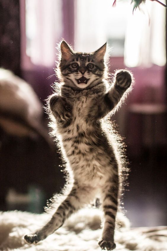 JLC_Studio's tweet photo. Dance with me?

Special! Sticker Line Cat Daily Life Series. Easy to use in your daily conversations with friends.
Here https://t.co/XMNivnIjnA

#cat #cats #kitty #kitten #funnycats #funniestcats #cutecats #cutestcats #catoftwitter #catheaven #catdailylife https://t.co/QFXrBXgyJc
