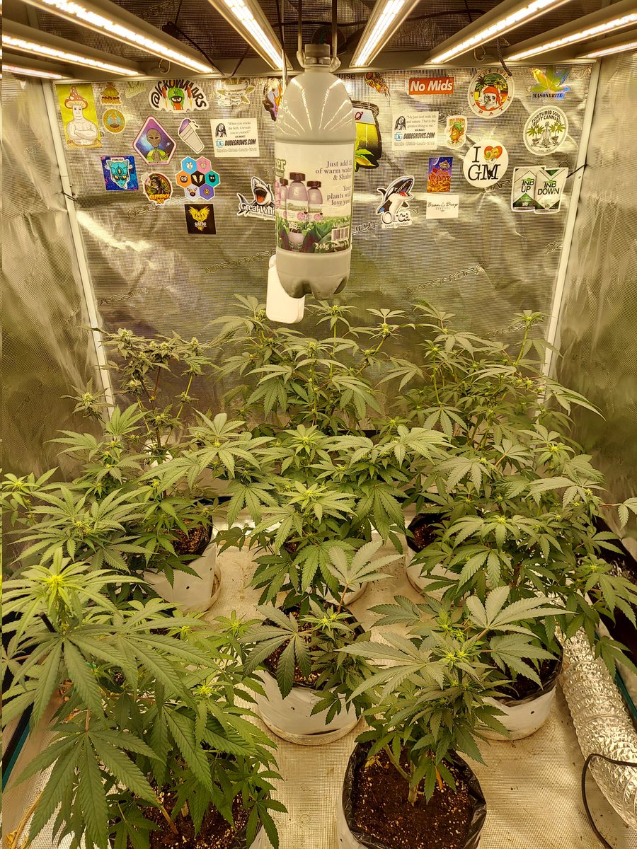 _Yotarou_'s tweet photo. Fatcatlabs grown under the @MarsHydroLight #fc6500 with @tpsnutrients and @tnbnatural. Monitored by #pulseone https://t.co/8976KYgpzP